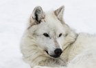 Judy Smith - Wolf in the Grizzly - Wolf Discovery Centre, Yellowstone : Yellowstone National Park, January 2016, Canon 7D Mk2, Card 1